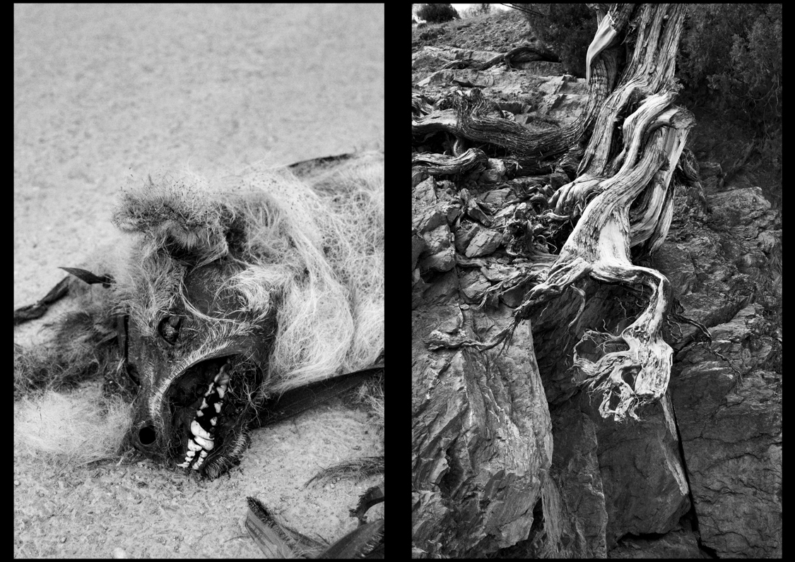  The carcass of a dog on the road of Dawar, in the Gurez Valley.
 