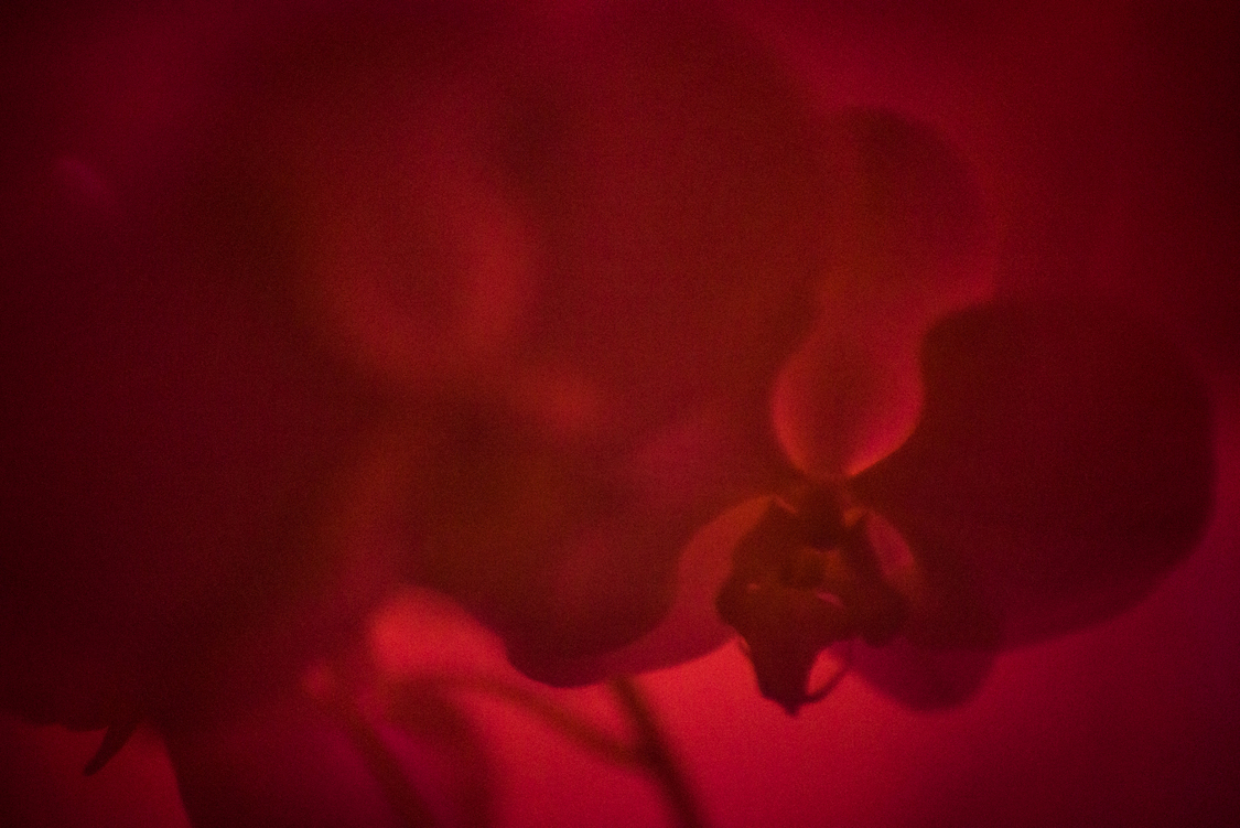  White orchid photographed with an UV filter. Jakarta, Indonesia, 27th June 2014. 