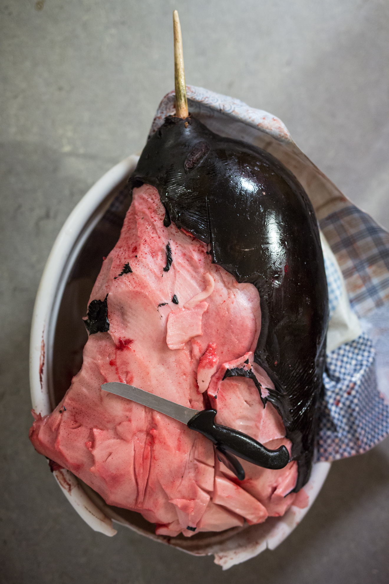  The head of a narwhale served in a bucket after a baptism in a home Uummannaq. The skin of the head and the tail of the narwhale are a delicacy in Greenland and people buy them directly from the fisherman who turn for a short period of time into nar