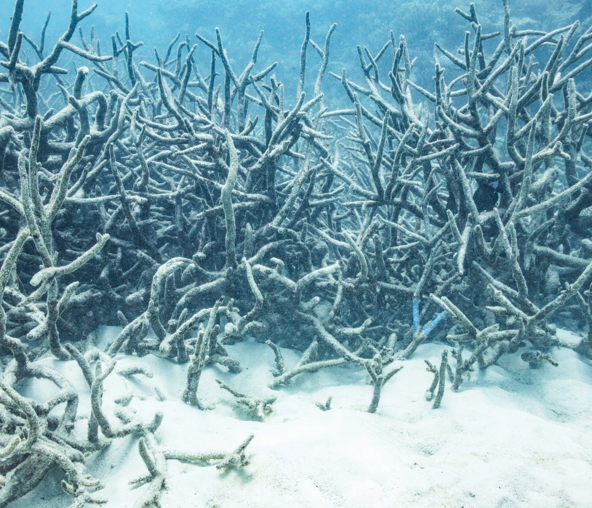 CSPhoto_SeeYouLaterZooxanthellae!_06.jpg