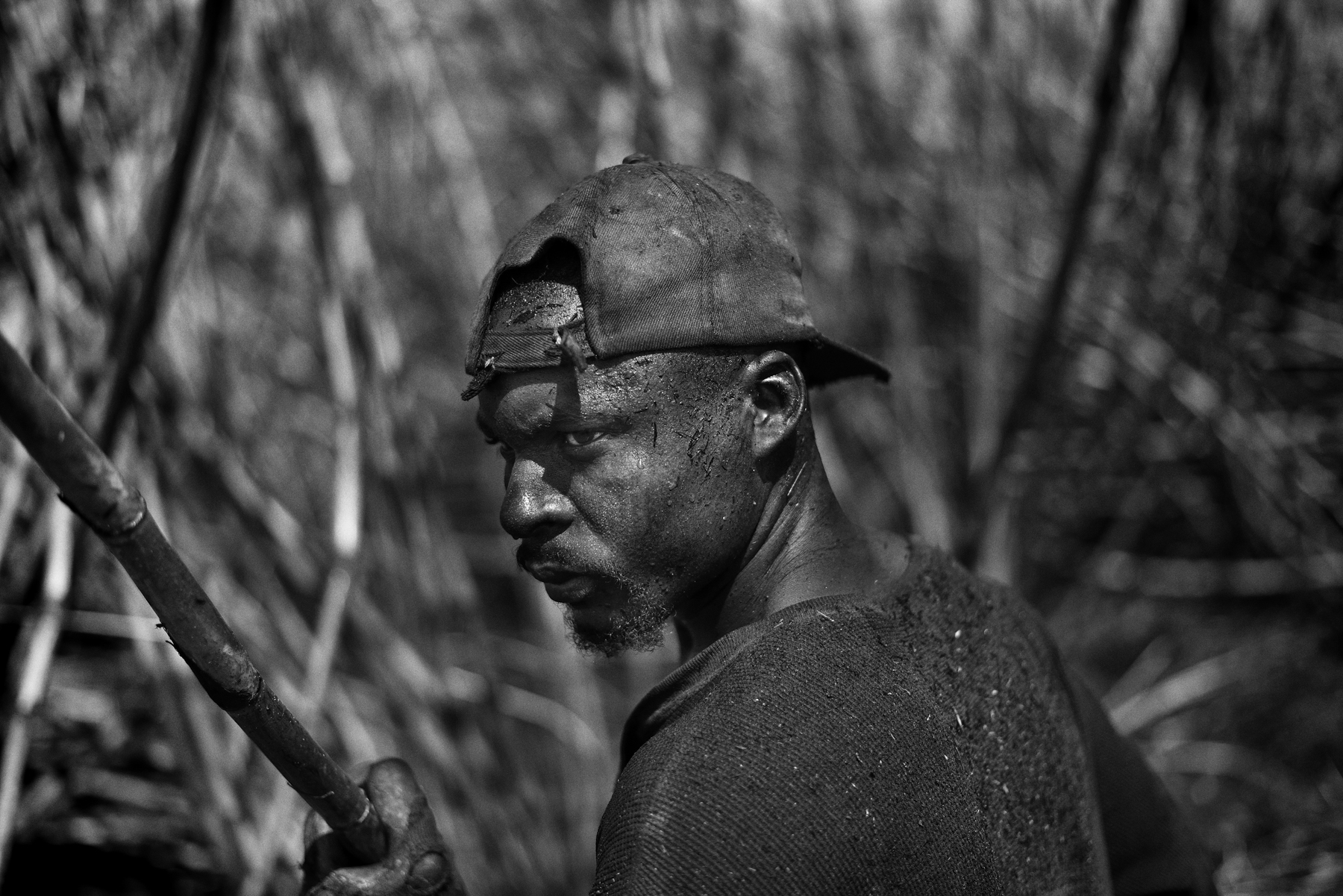 Modern Day slavery, sugarcane in the Dominican Republic