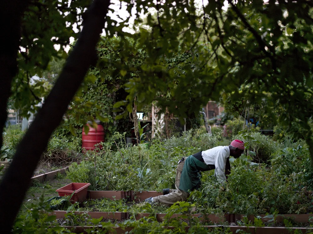 76-year-old Abu Talib helped turn a vacant lot filled with old cars, tires, and garbage, into this half block long urban paradise with watermelons, peaches, apples, squash, cucumbers, tomatoes, peppers and chickens. Local residents become members and farm their own plots. During the week, Talib and his son Robert Watson sell food to local residents who now have access to affordable, organic, and fresh fruits and vegetables.