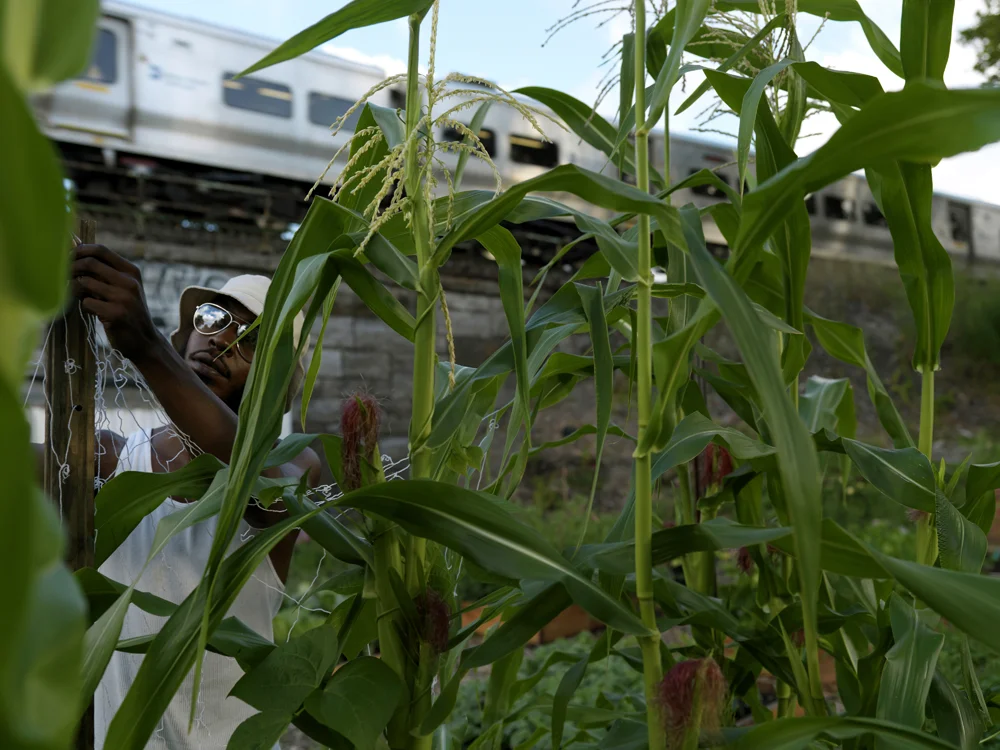 A volunteer gardener at Finca Del Sur, a yaer old garden in the South Bronx, tends the corn stalks while a passenger train goes by in the background. The garden was created on an empty plot of land bordered by a high way exit ramp and a commuter train line. Volunteers grew, corn, cabbage, eggplant, apples, peppers, etc. In 2011, La Finca Del Sur (The point of the south) will be the location for a newly created farm school