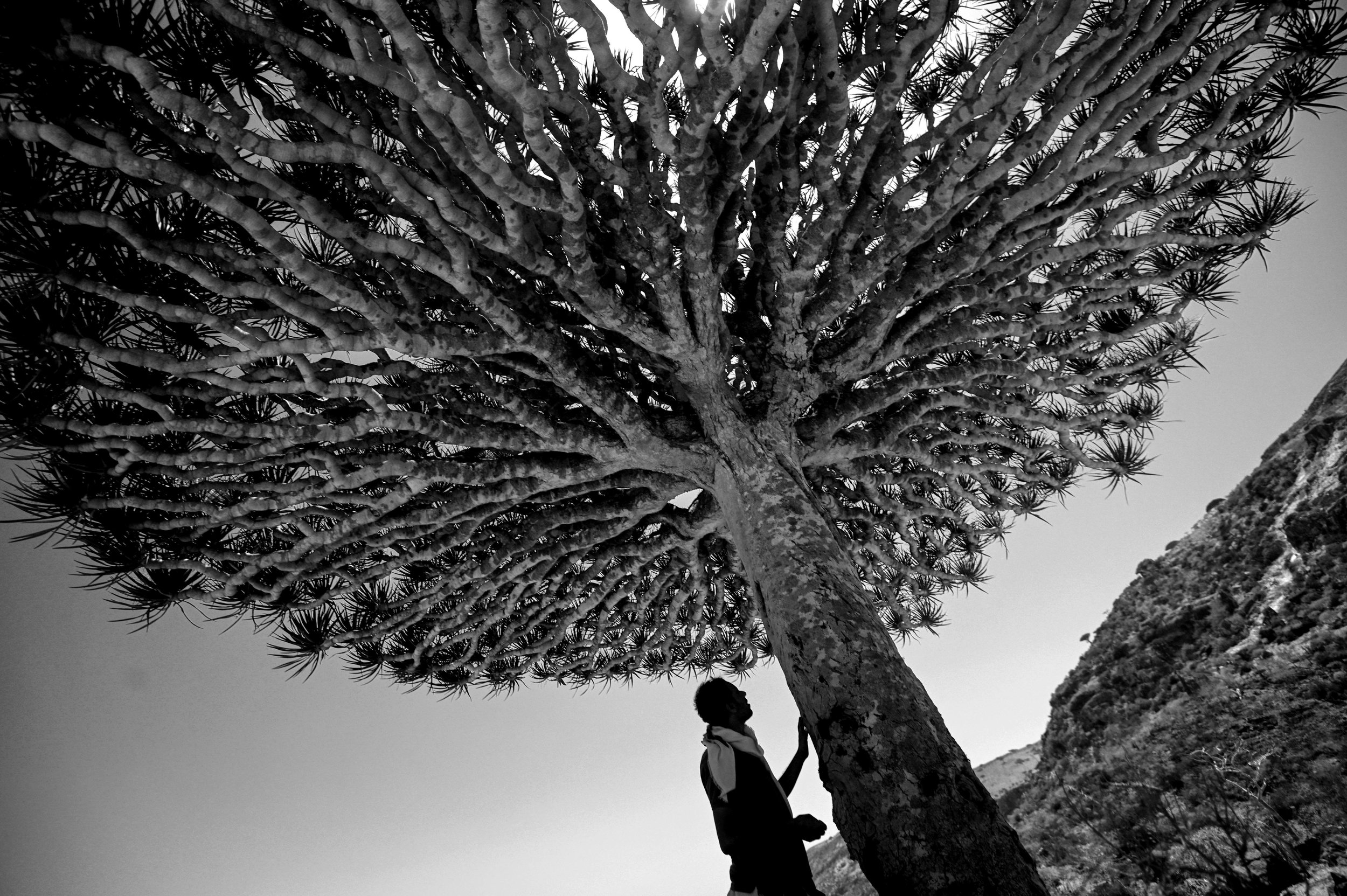  Project Socotra: The invisible Island February 2019
Salem (the man on the picture) was born around Dixam Plateau, high in the mountains. He used to live there with his family, but now had to move to the capital, looking for better opportunities. He