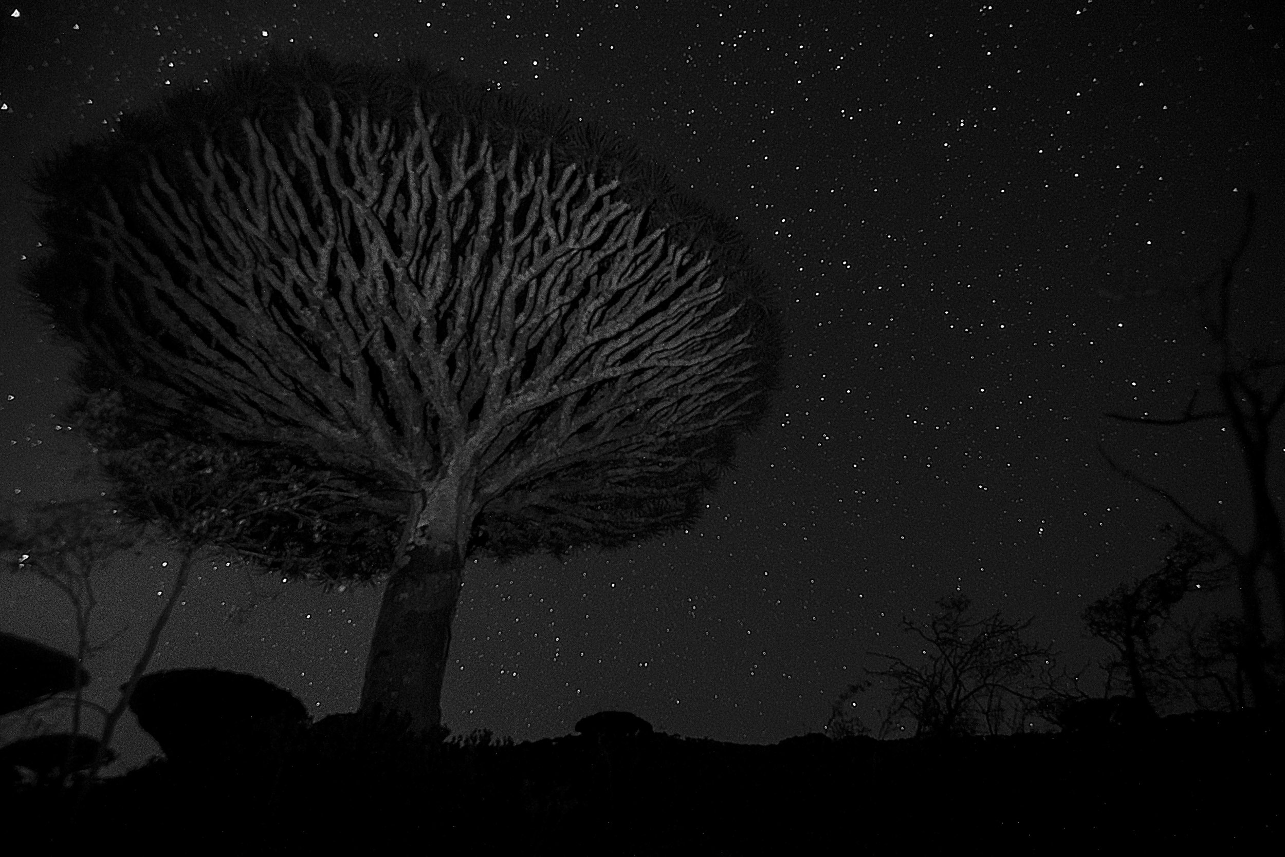  Project Socotra: The invisible Island February 2019
Night view from the Dragon Blood Tree forest. 