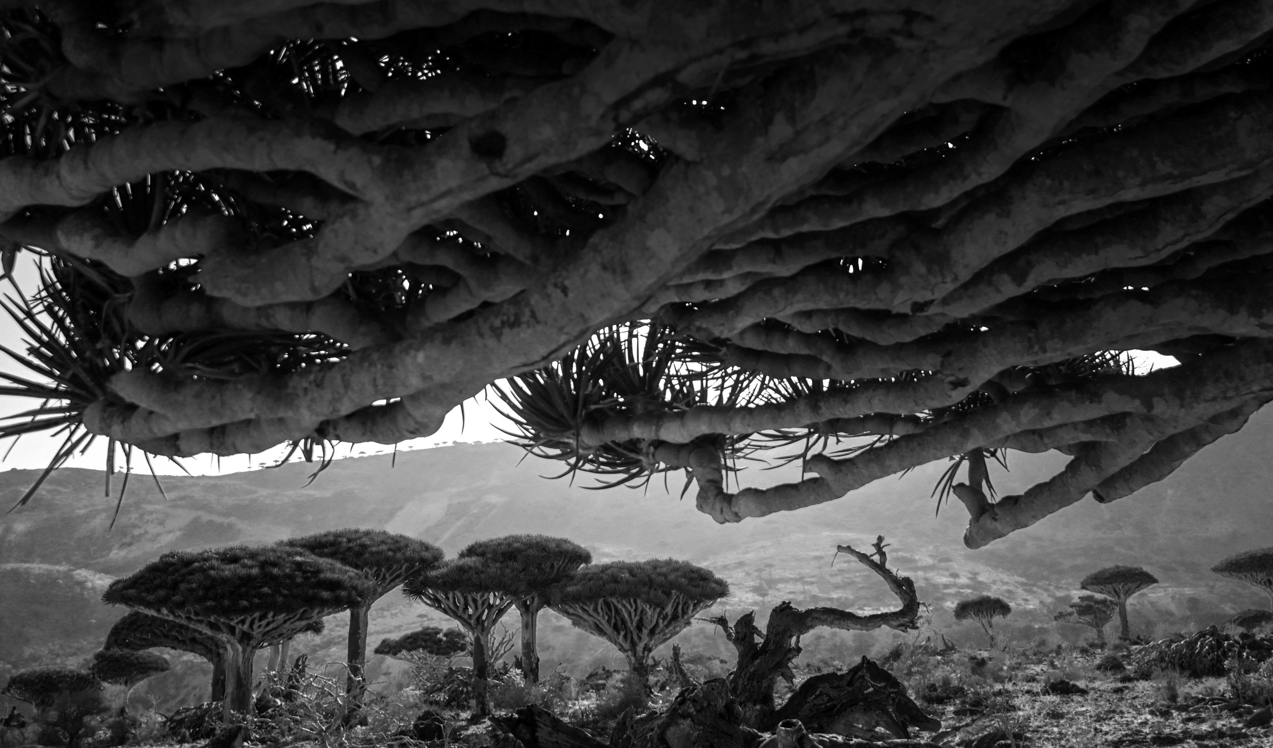  Project Socotra: The invisible Island February 2019
Dragon Blood Trees are one of the 700 endemic species found on the island. They are slowly dying and the reason is still unknown. Since the war started in 2015 all environmental programs on the is