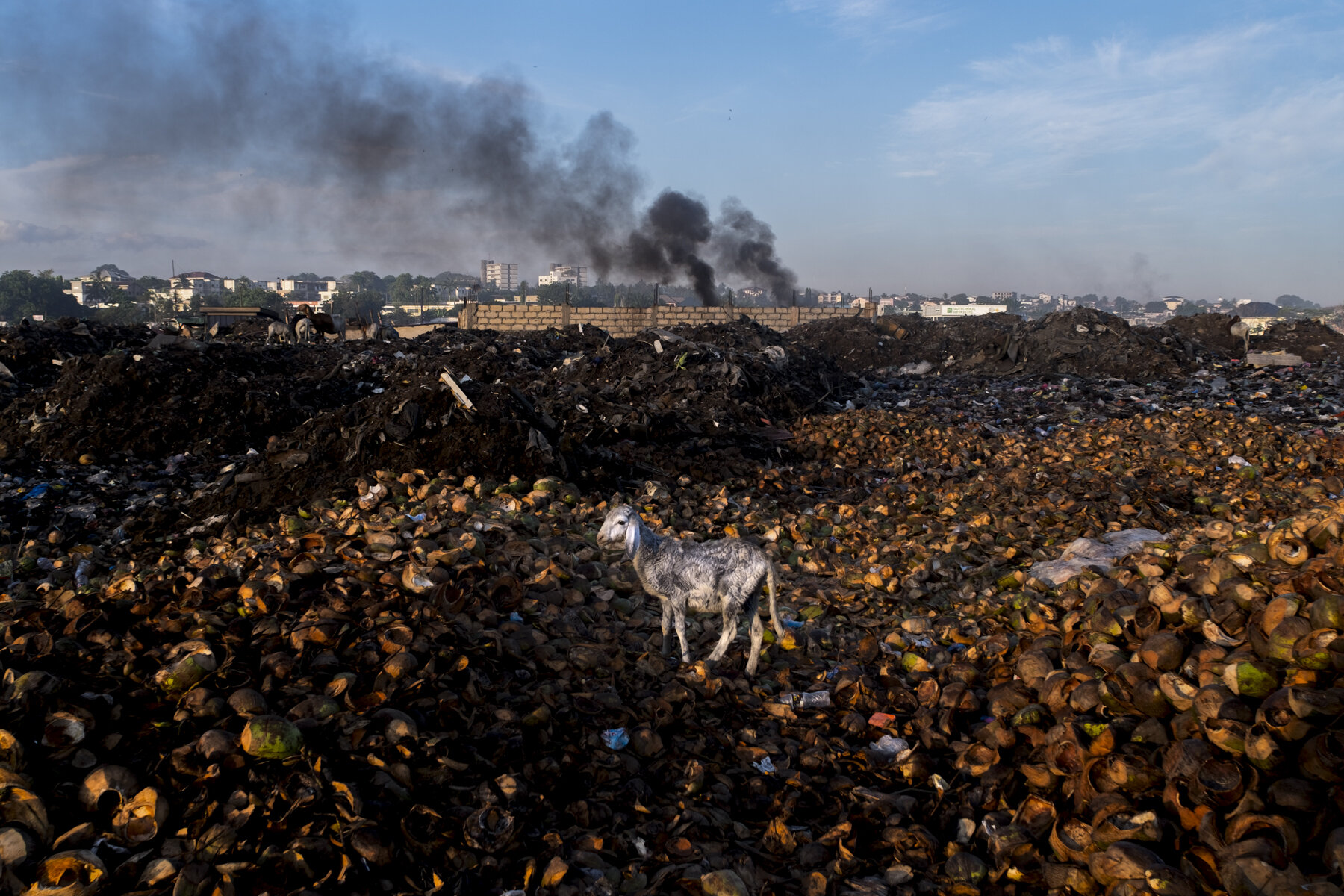  Ghana, Accra, October 2018. A sheep grazes in one of the two burning areas in the scrap yard of Agbogbloshie. Livestock live and graze in different areas of the scrap yard, eating from the highly polluted soil. In the background, the slaughterhouse 