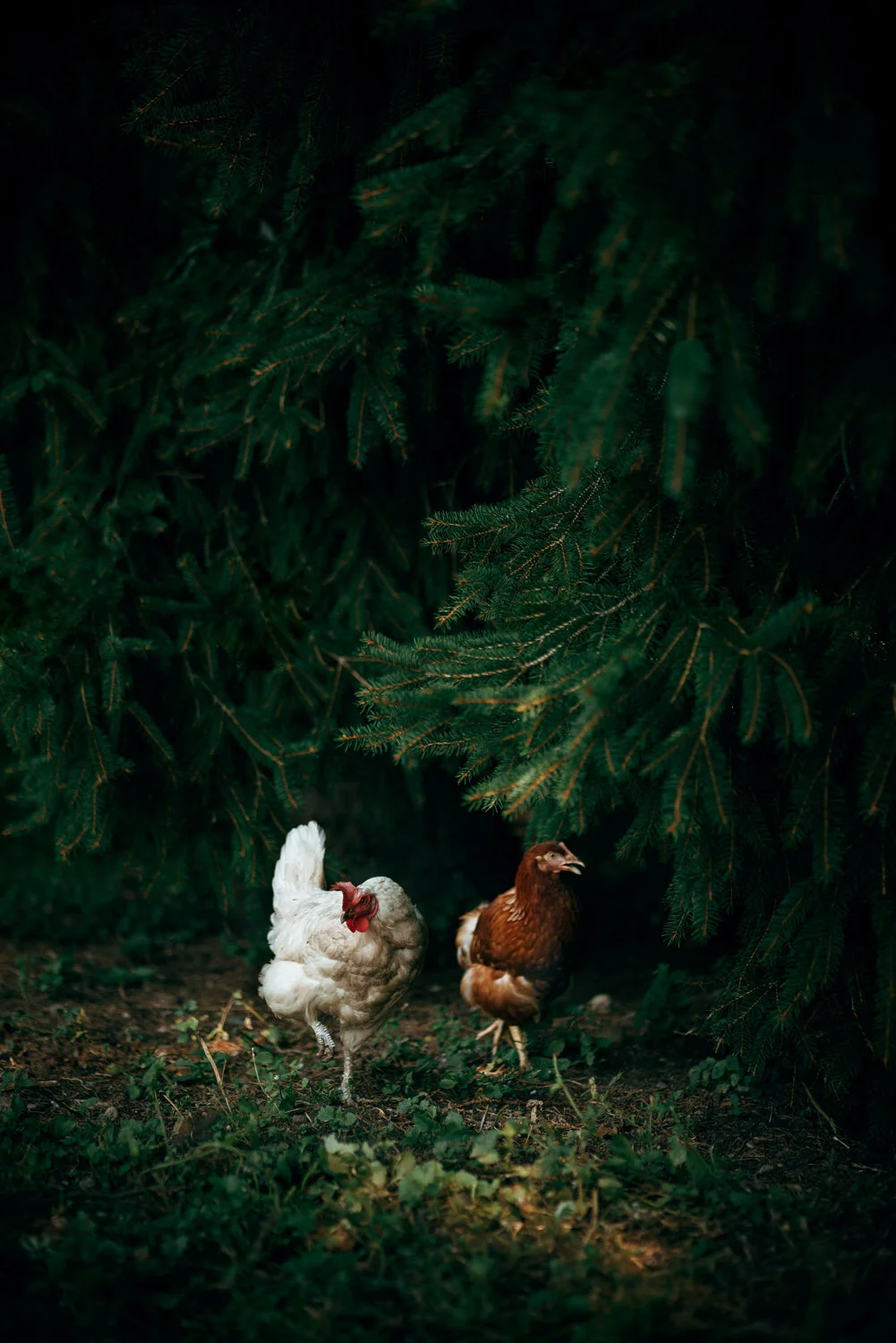 untitled-(chicken).jpg