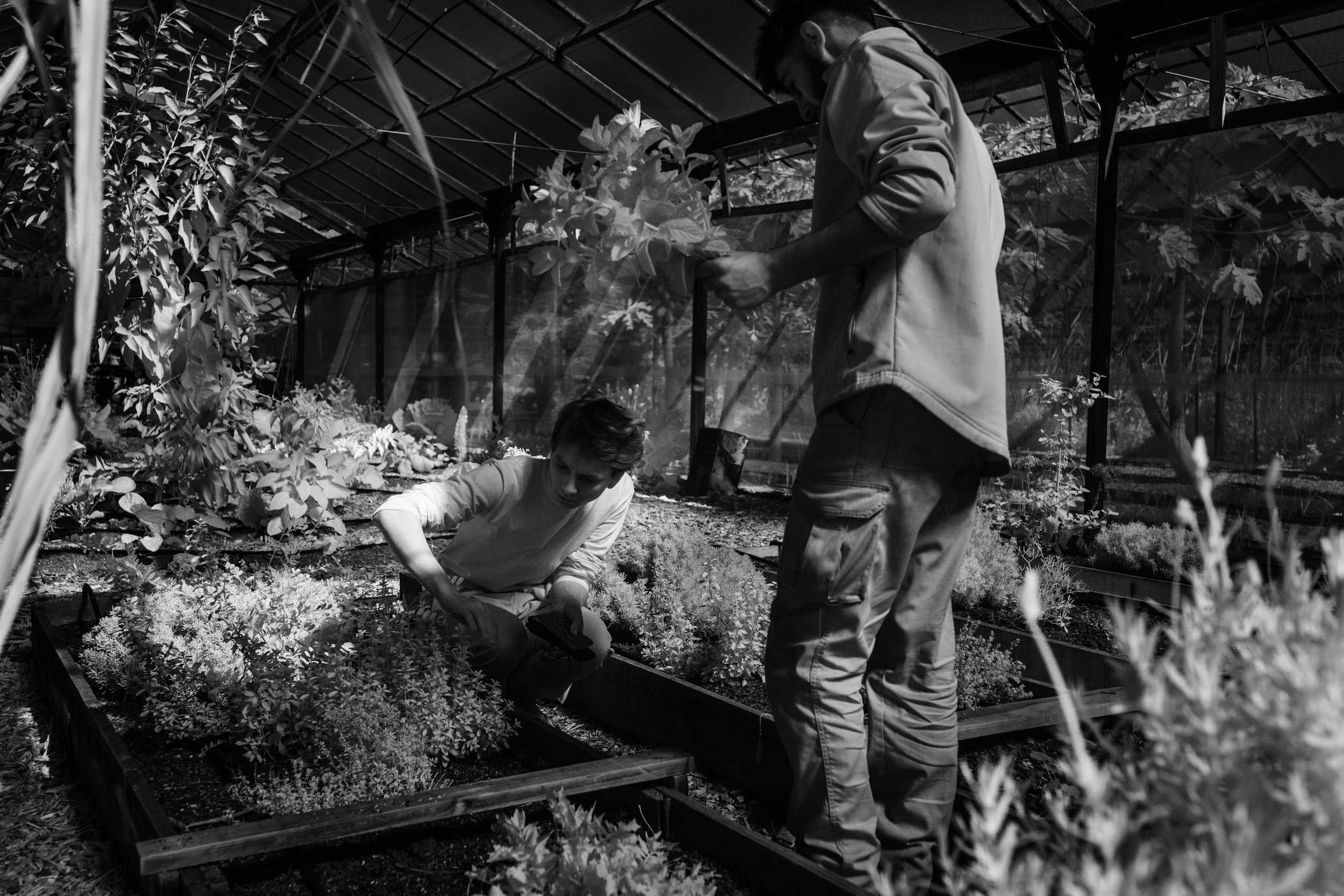  Photo by Pep Bonet / NOOR 2022Bunyola, Mallorca, Balearic Islands, Spain.Part of the series "Terrallum" Shot on Infrared. Eric (left) and Mohamed (right) picking up fresh herbs during the market day at Circle Carbon Labs. 
