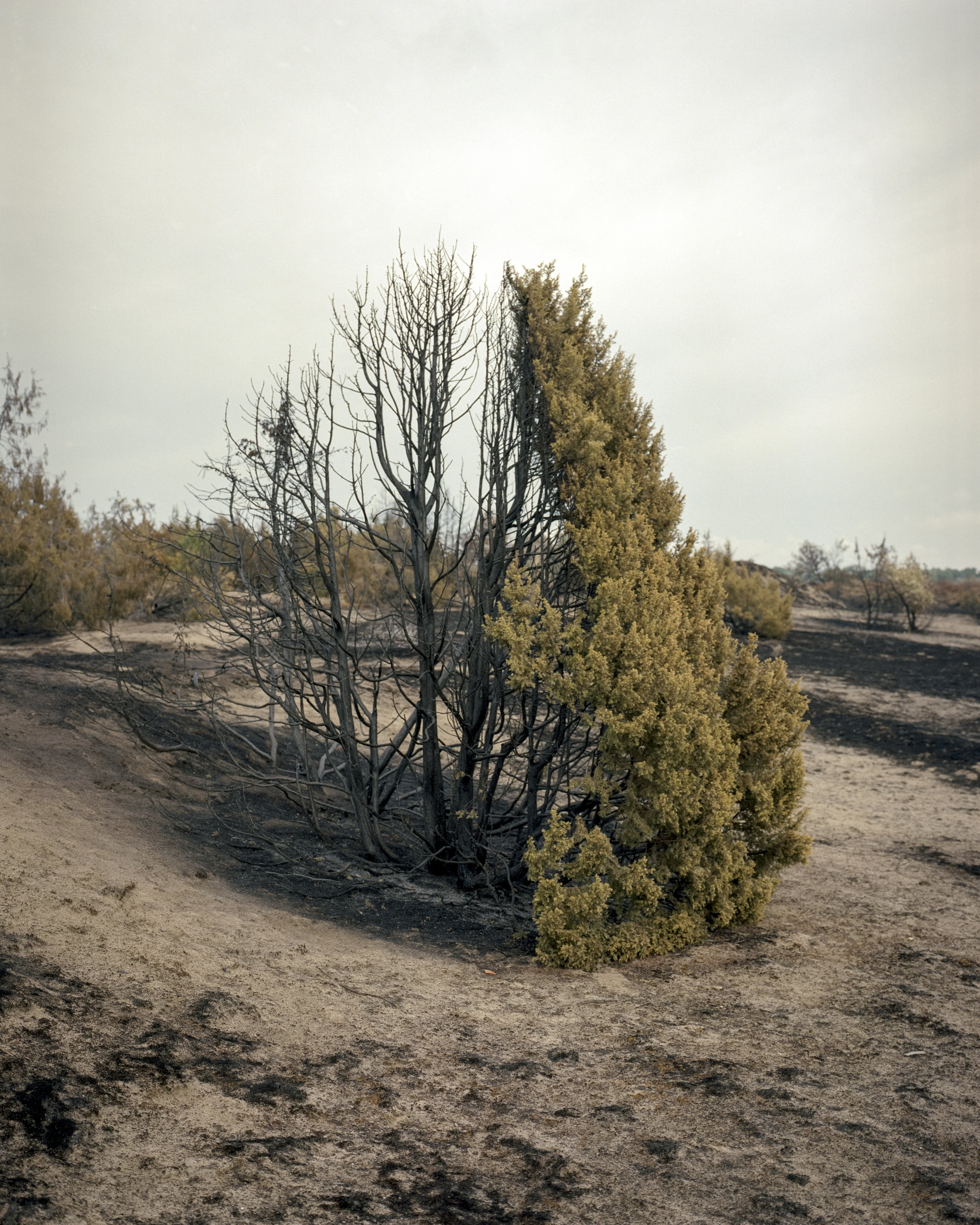  A half-burnt tree remained from the biggest forest fire of late summer. In total, around 2800 hectares of land were burnt. The damage to the natural environment was significant.Táborfalva, Hungary, 2022 