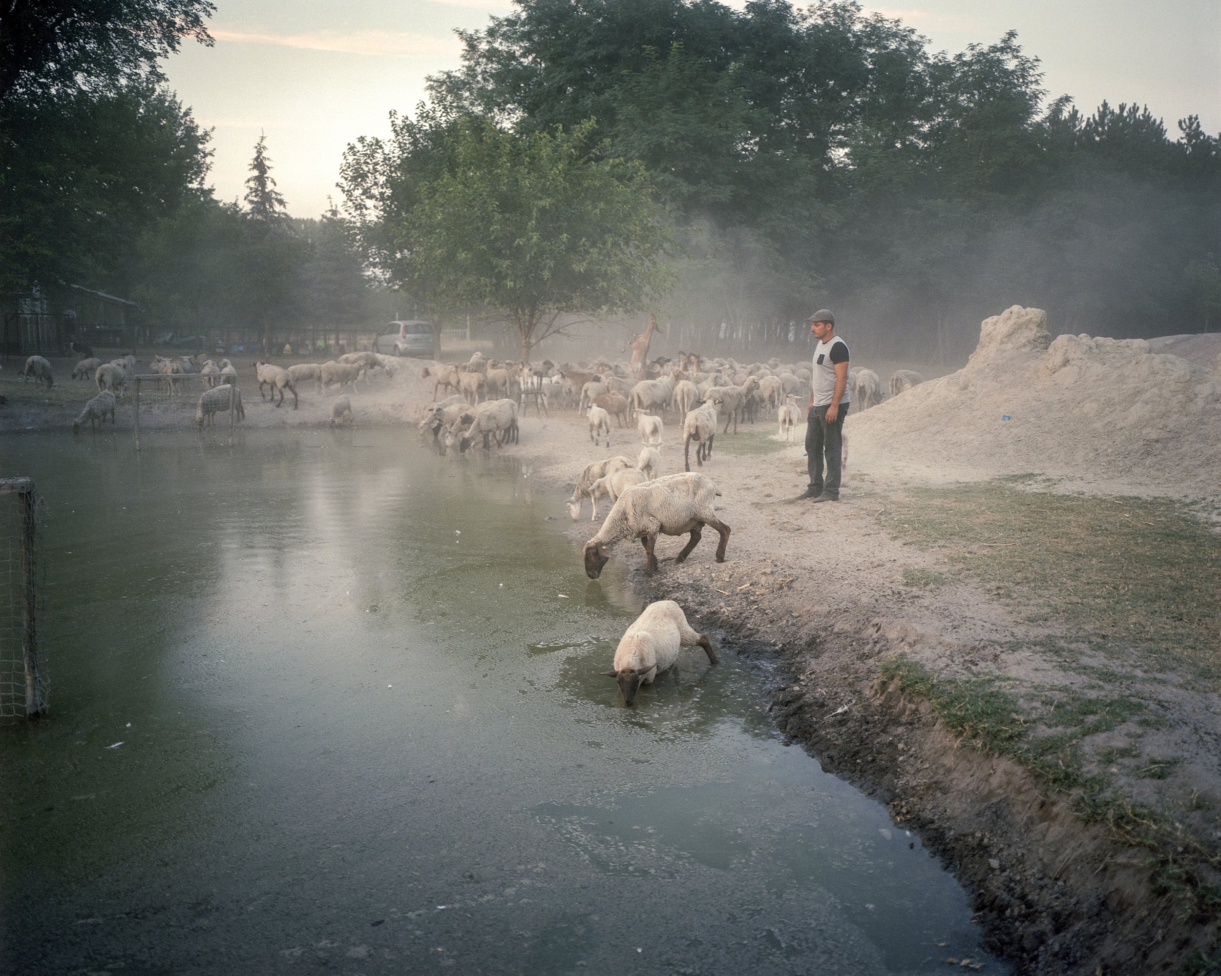  Szilard Zerinváry, a horse riding trainer and shepherd watching his animals at his last existing  small artificial pond. Kiskunmajsa, Hungary, 2022 