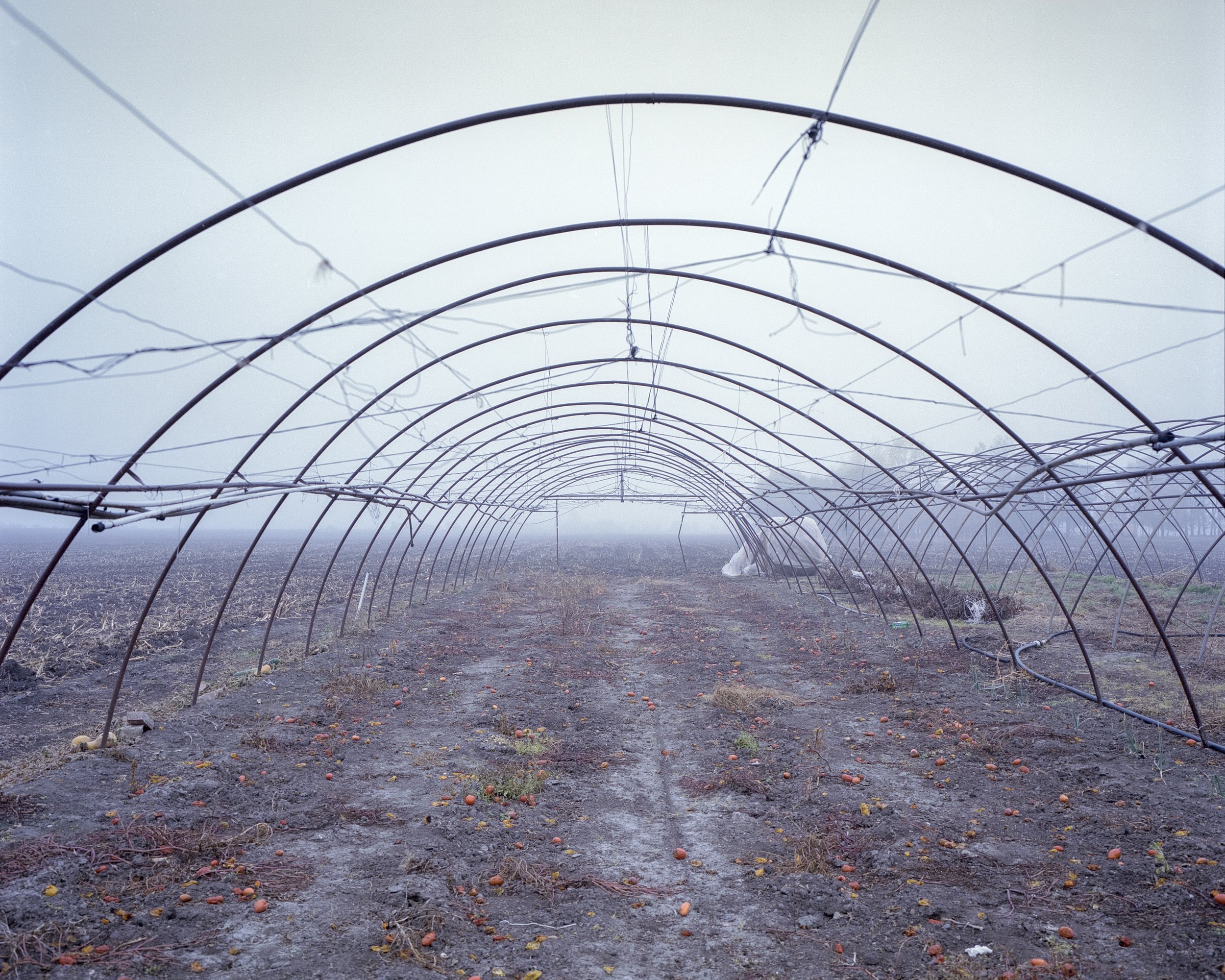  Abandoned tomato field. Szentes, Hungary, 2022 