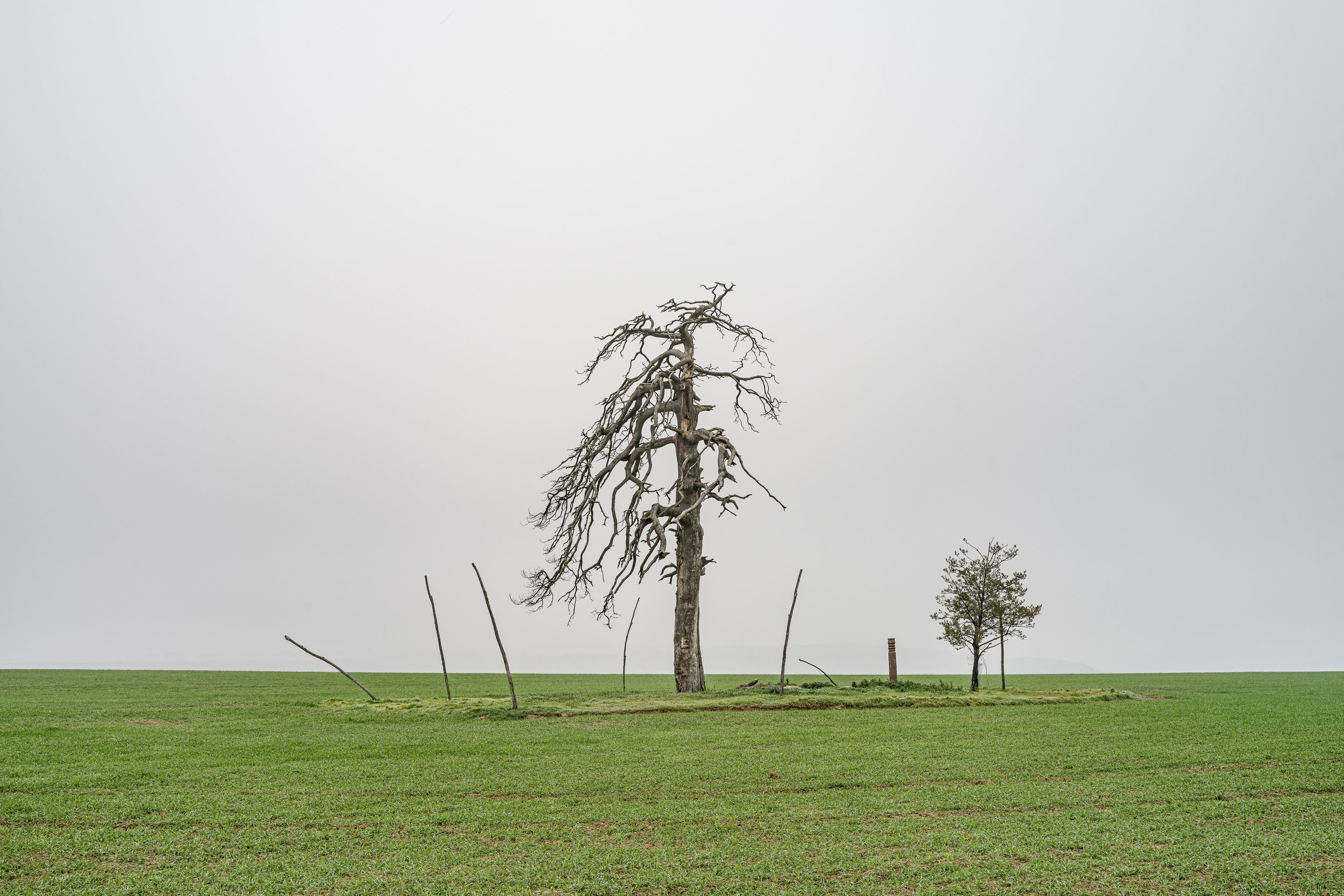  Hungary, Nyim 29. 10. 2022.                                   Dried out pine tree on agricultural land. It was about 160-200 years old when it died probably because loss of water.              Photo: Márton Kállai / NOOR 