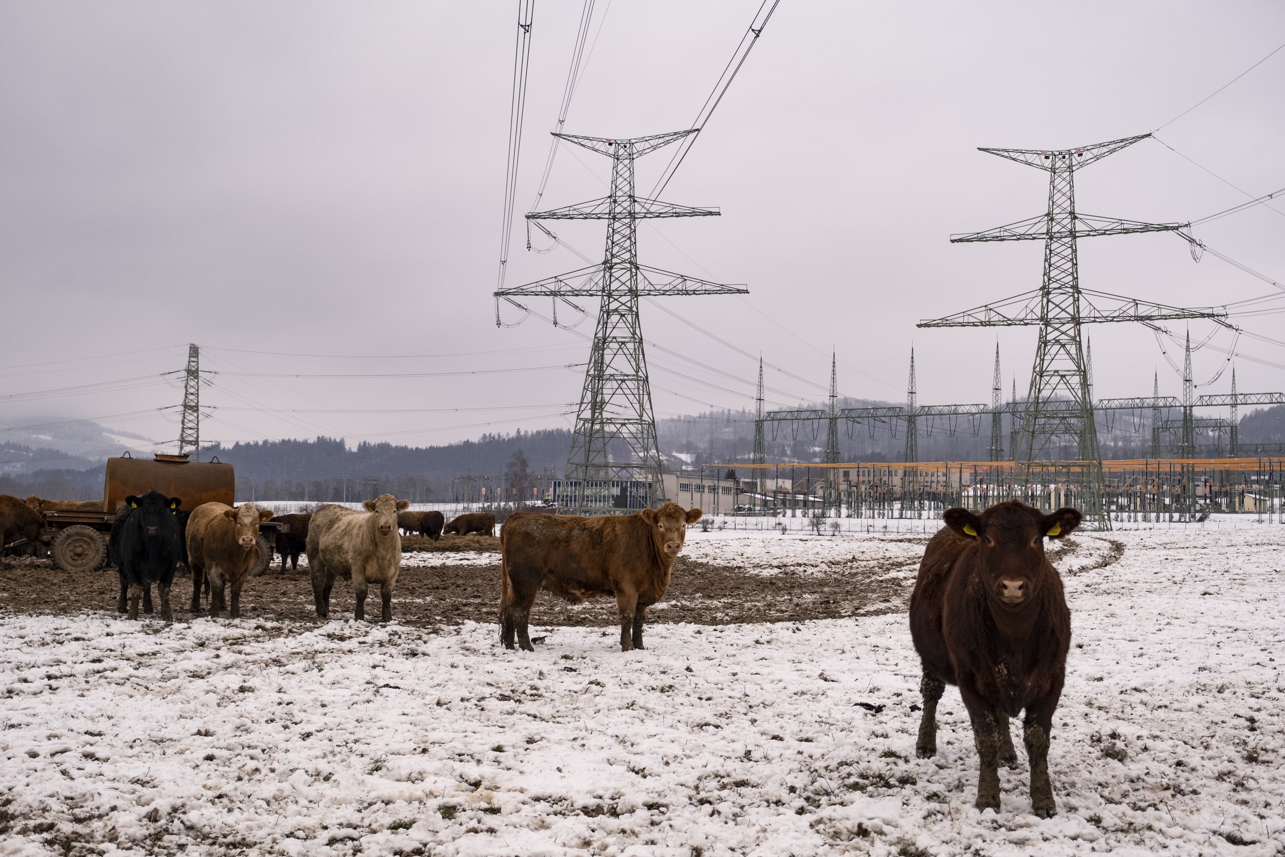  Cows are grazing right next to an electrical substation that distributes electric power from medium and high voltage networks to residential and industrial buildings. 