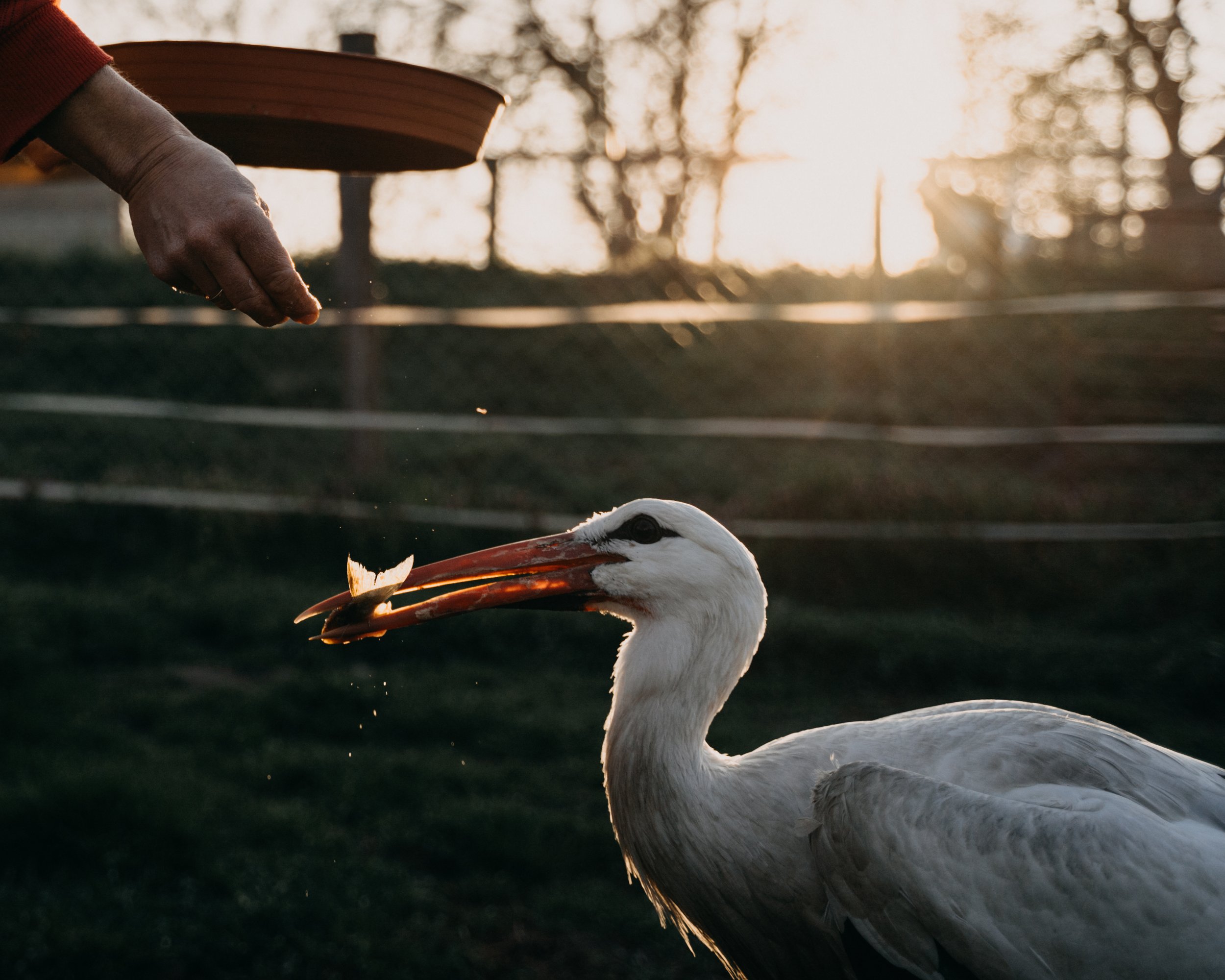  Slovakia, Zlatna na Ostrove, 31 March 2023. An employee feeds fish to a White stork at the stork sanctuary of the Ostrov Ecofarm located in the Velky Lel area. One of the farm's aims is to strengthen human connection with nature. Diana Takacsova / N