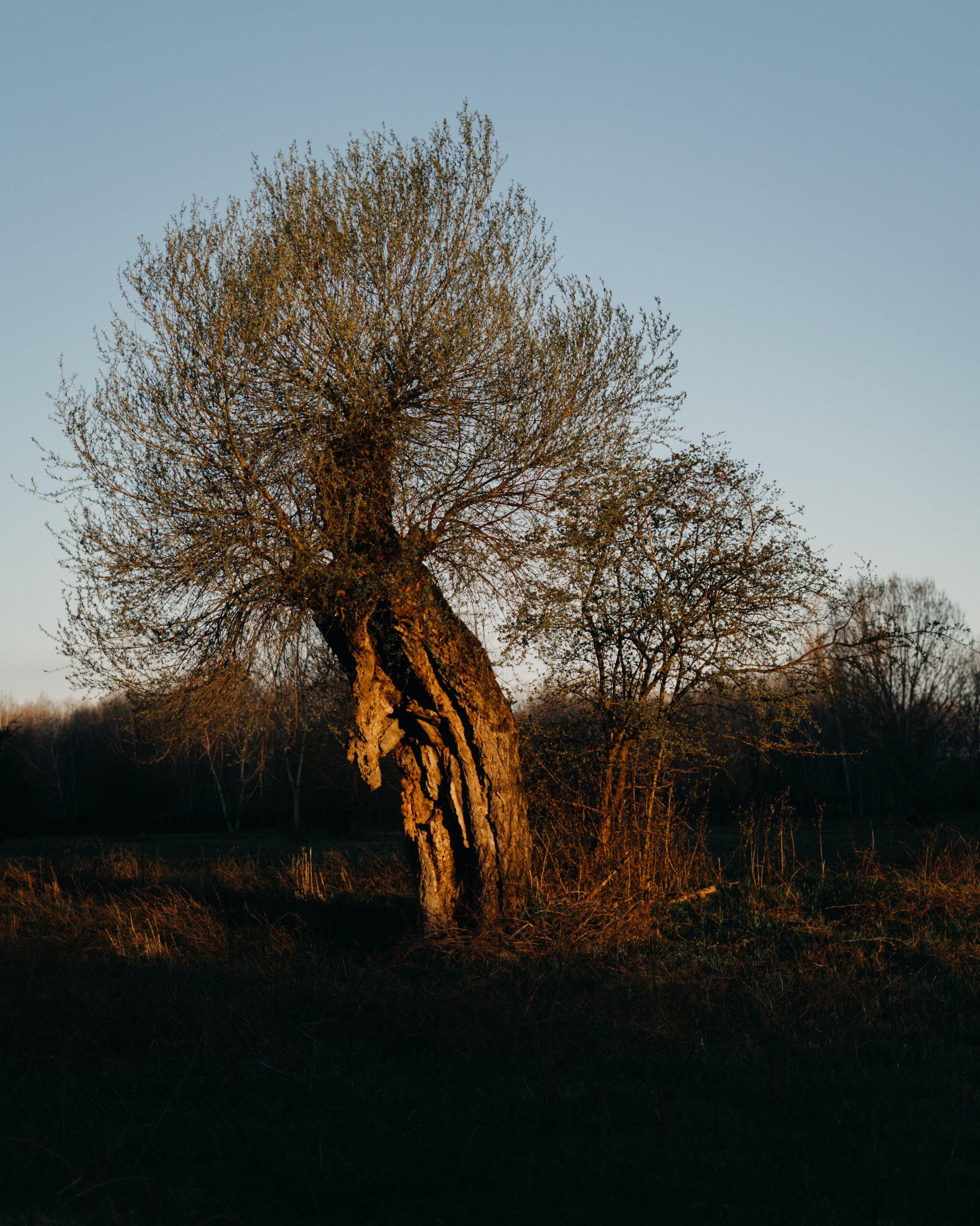  Slovakia, Velky Lel Island, 31 March 2023. When leaving without regular pruning, Pollarded willows break and fall apart under the weight of the branches - and the entire tree dies. In the now self-regulated environment of the island, such trees cont