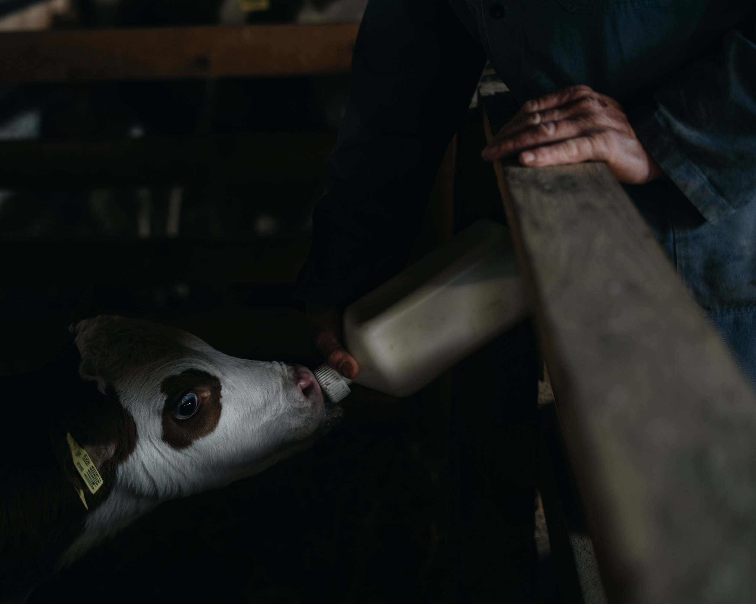  Slovakia, Zlatna na Ostrove, 01 April 2023. Calf feeding at the stables of the Ostrov Ecofarm, which provide home to grazers, particularly to sheep, cows, and goats until the season starts. After this, they spend the whole summer period on the islan