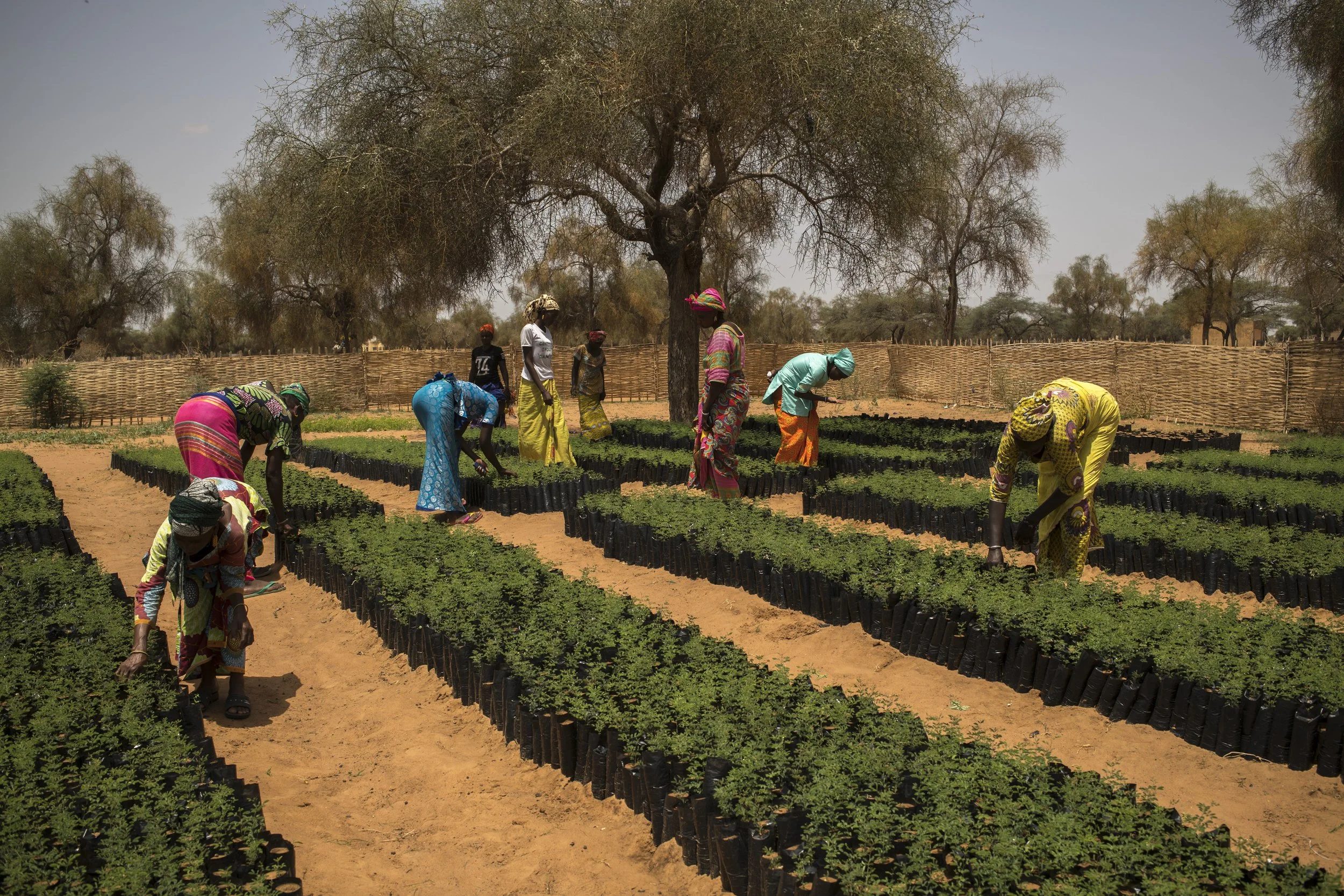 Open Call: NOOR Visual Storytelling Educational Programme on regenerative agriculture in Côte d’Ivoire