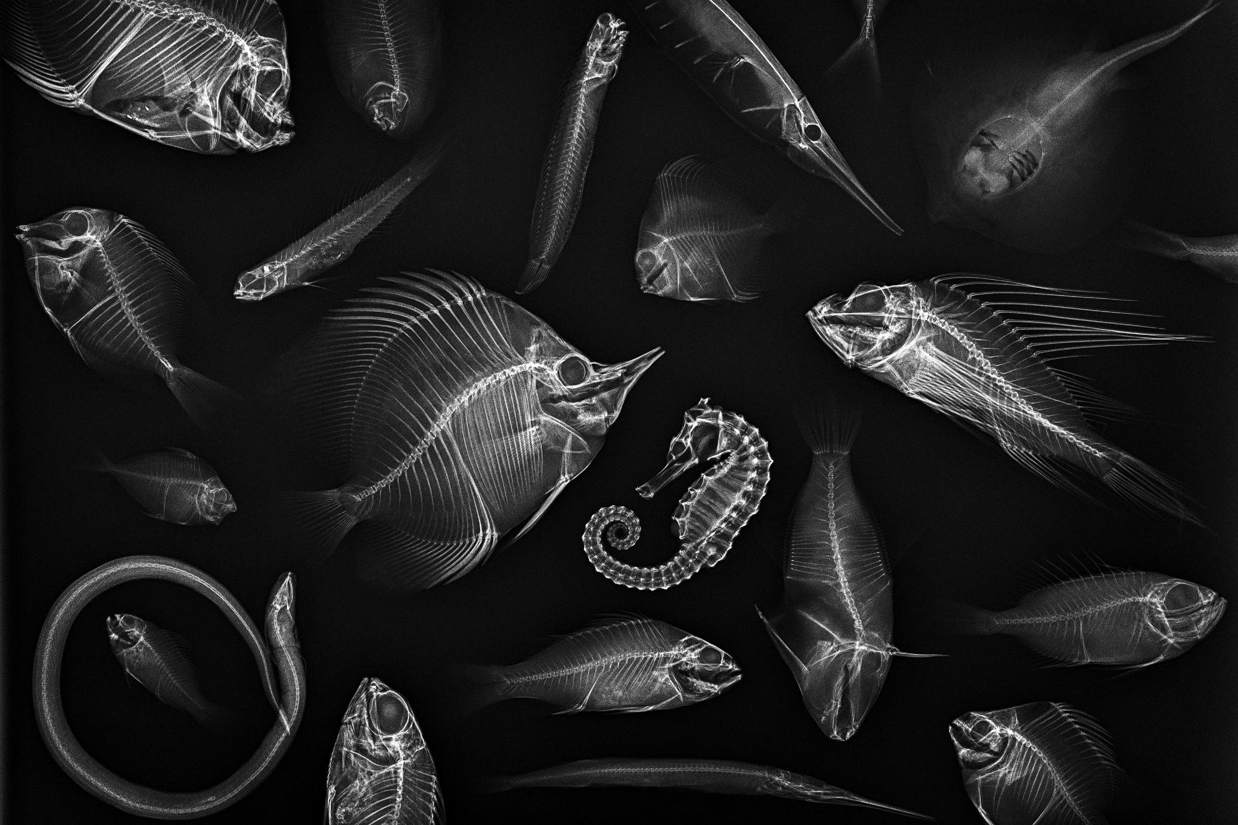  Skeletons of various tropical reef fishes are exposed with an X-ray imaging, symboliising the potential loss of biodiversity from direct and indirect effects of ocean acidificattion onnto marine eccosystems. 