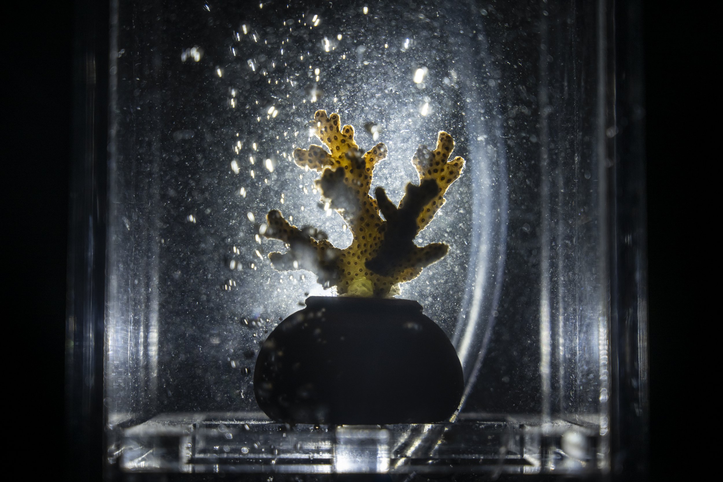  A small fragment of Pocilopora coral is iseen mmersed in an isolated chamber filled with acidified water as a the laboratory of Marine and Coastal Resources Institute, Songkhla, Thailand. Various studies indicate detrimental effects of the elevating