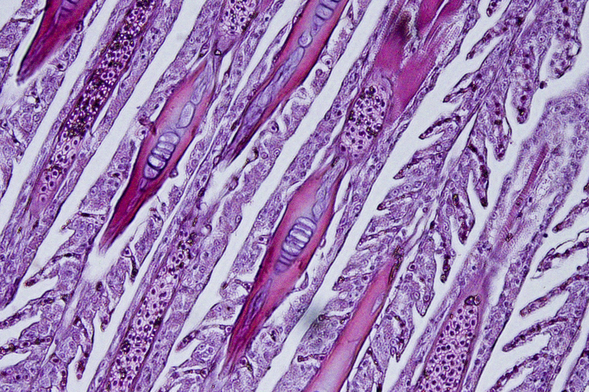  Fine detaiils of the gill structure of an Asian seabass as seen in a histological sample through a microscope, showing fine mucous tissue that exchange oxygen with the water, Kasetsart University, Bangkok, Thailand. Based on several scientific exper