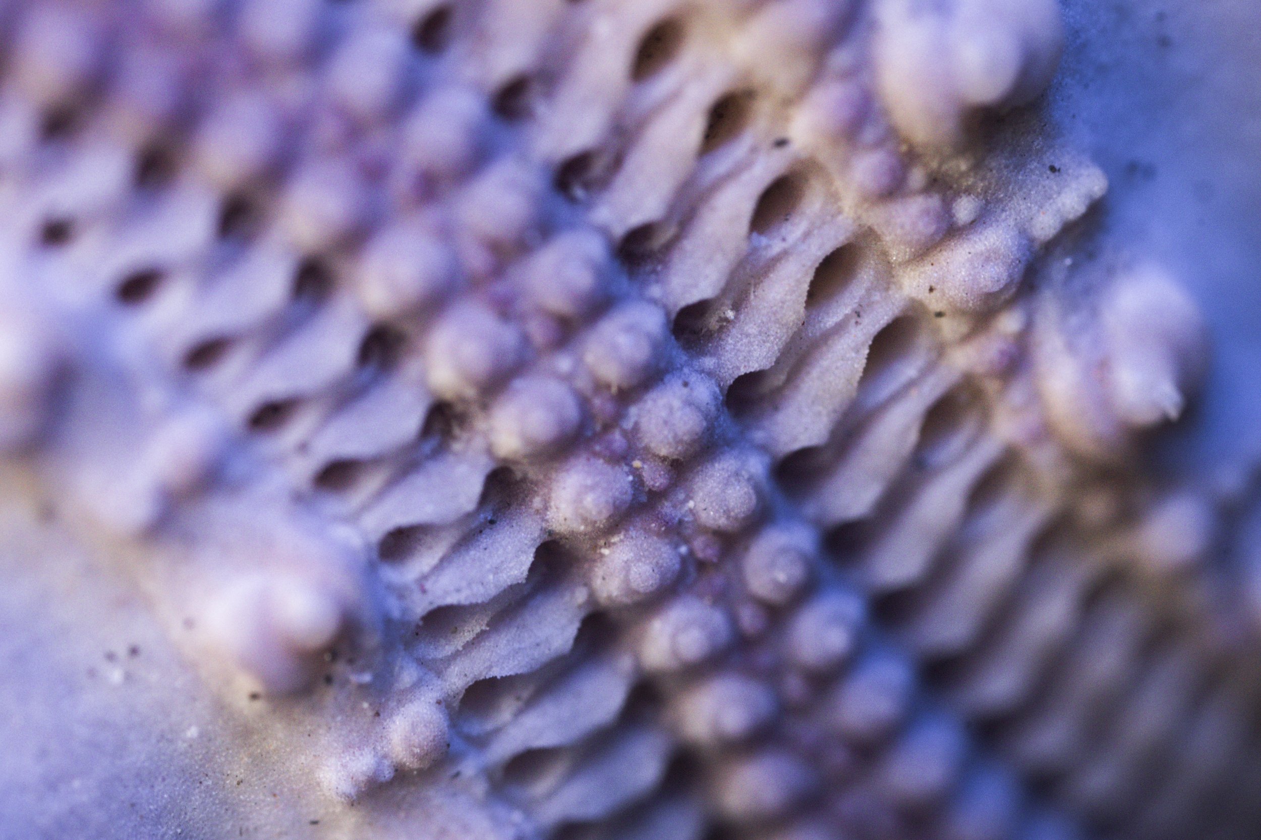  Close up details of a Pencil spine sea urchins as seen through ultra macro photography at the Museum of Zoology of Kasetsart University, Bangkok, Thailand. Sea urchins are among the most vulnerable to the impact of elevated acidity since they requir