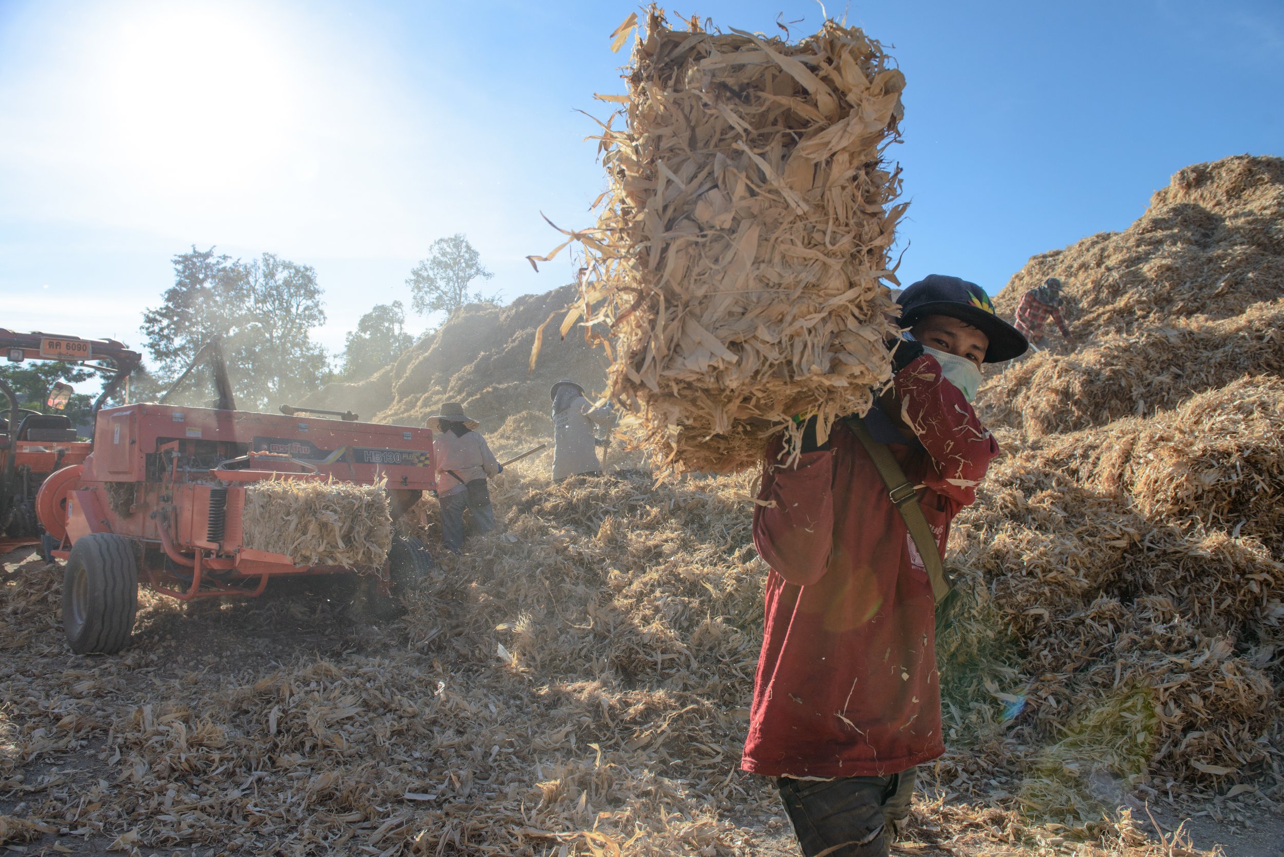  Thailand, Chiang Mai. 22 January 2019. Farmers gather the corn husks and pack them in a rectangular baling machine. After the corn is ground, a huge pile of corn husks remains. To get rid of this waste, most of it will be burnt, and some will be bal