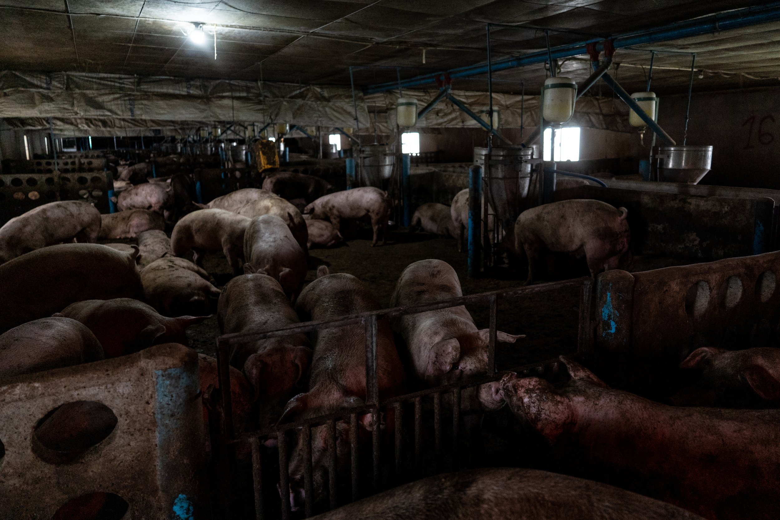  Thailand, Chiang Mai. 12 July 2023. Over 800 pigs, a generation of 23-week-old pigs raised in a large enclosed farming system for a large meat producer. The owner owns 3 pigpens. One farm can raise up to 800 pigs. In total, the owner raises about 2,