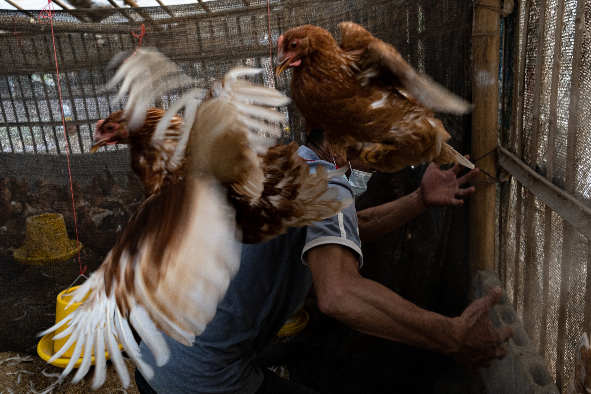  Thailand, Chiang Mai. 13 December 2021. A farmer tries to trap his chickens in their coops to sell them to the meat market. Farmers in remote areas engage in small-scale animal husbandry, which is part of the meat industry supply chain. 