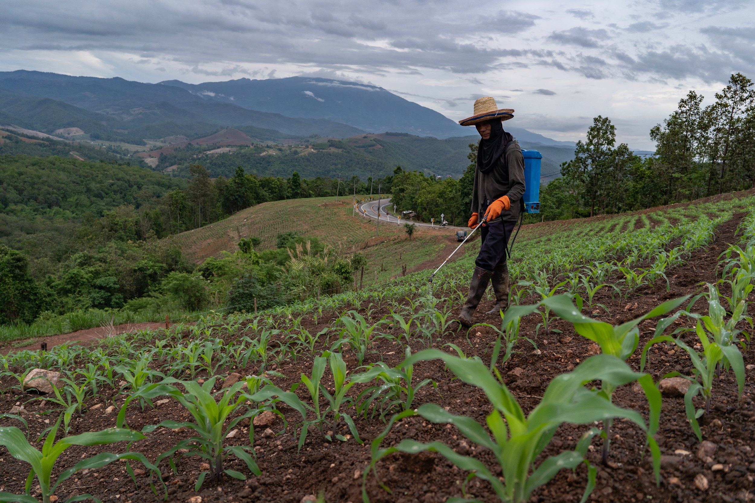  Thailand, Chiang Mai. 30 June 2023. A farmer sprays pesticides to eliminate unwanted weeds and insects that interfere with corn planting on the mountainside. Corn cultivation has expanded rapidly in the mountainous region of northern Thailand. 