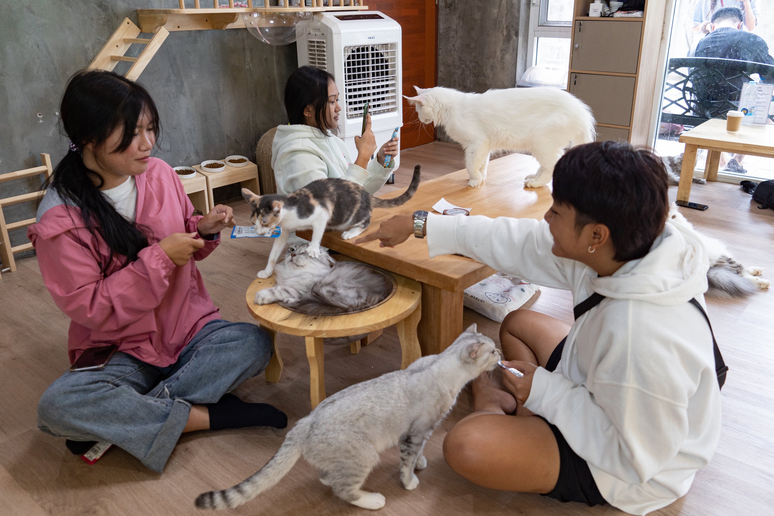  Thailand, Chiang Mai. 16 July 2023. Customers feed cats at the pet cafe. Pet food is made from chicken, meat, and fish depending on the flavor. Later, the business flourished and became a major export product to the world, as people have turned to r