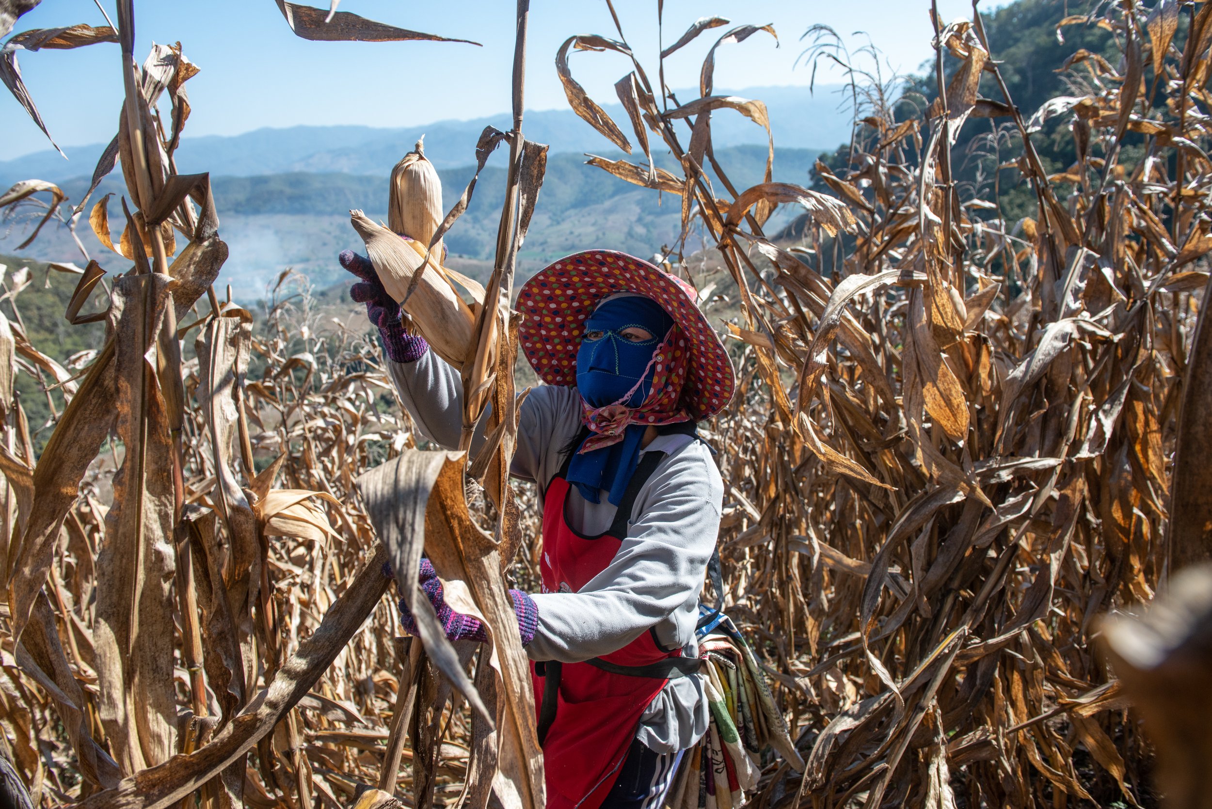  Thailand, Chiang Mai. 22 January 2019. A farmer collects and gathers corn in the mountains. The collected grains are sold to the food industry. Due to the increasing demand in the global meat market, corn is widely cultivated. In the mountainous are