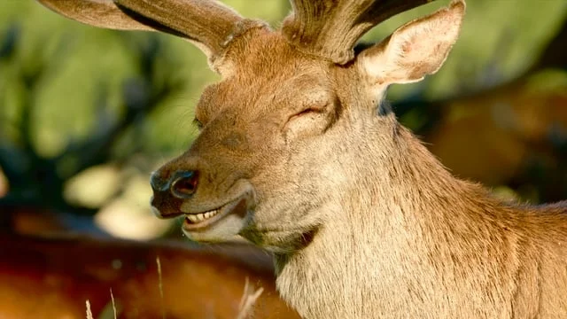 Ursa in Richmond Park