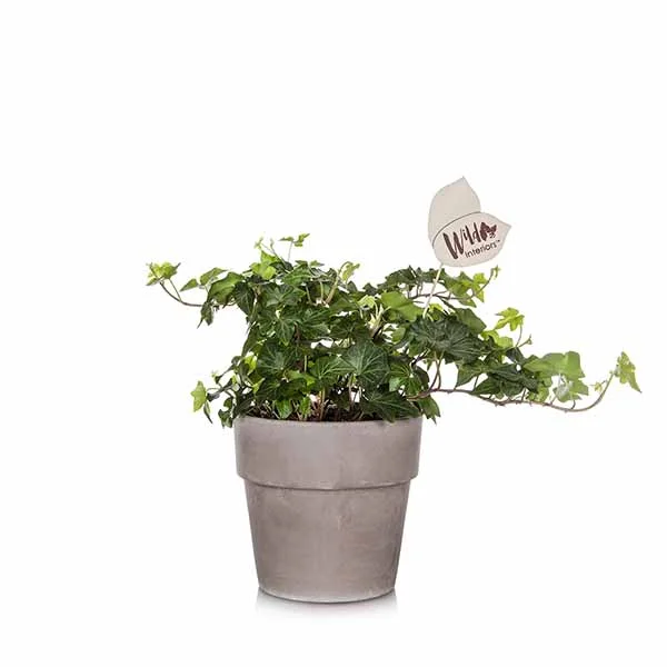 Ivy.jpg