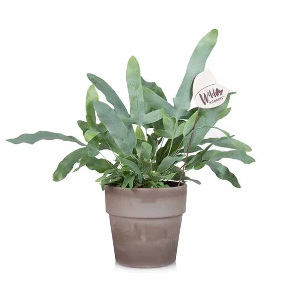 Phlebodium Blue Star.jpg