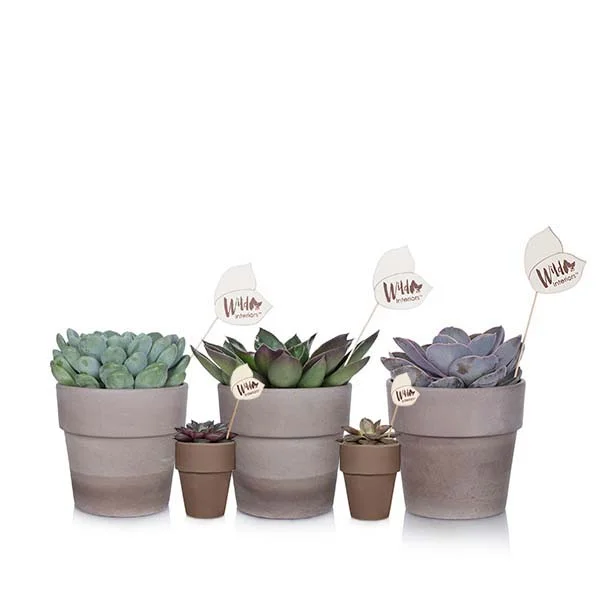 Echeveria_minis.jpg