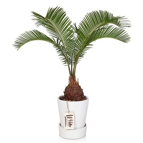 Sago+Palm.jpg