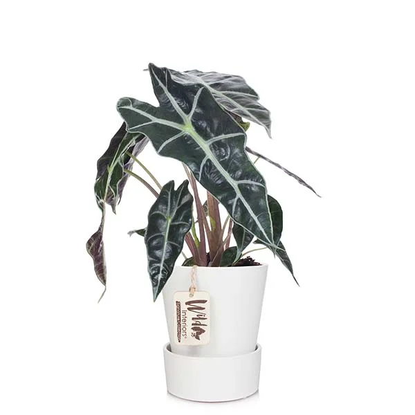Alocasia.jpg