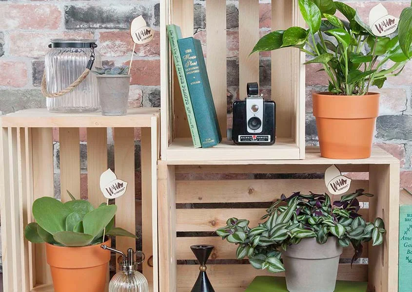 5 Life Lessons from Plants .jpg