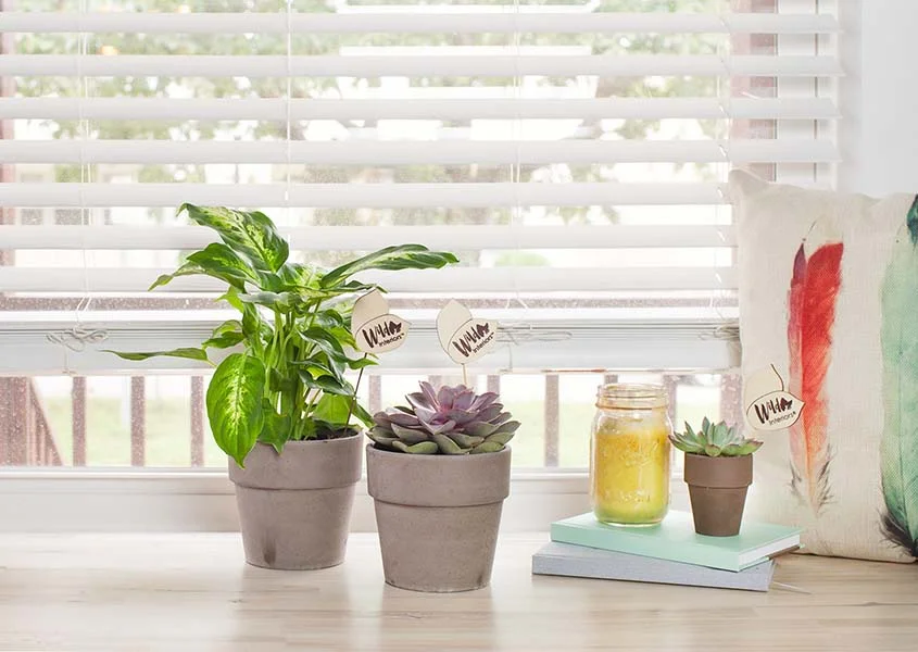 Fall and Winter Care Tips for Succulents.jpg