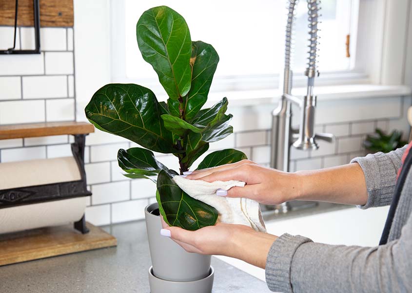 How+to+Care+for+a+Fiddle+Leaf+Fig