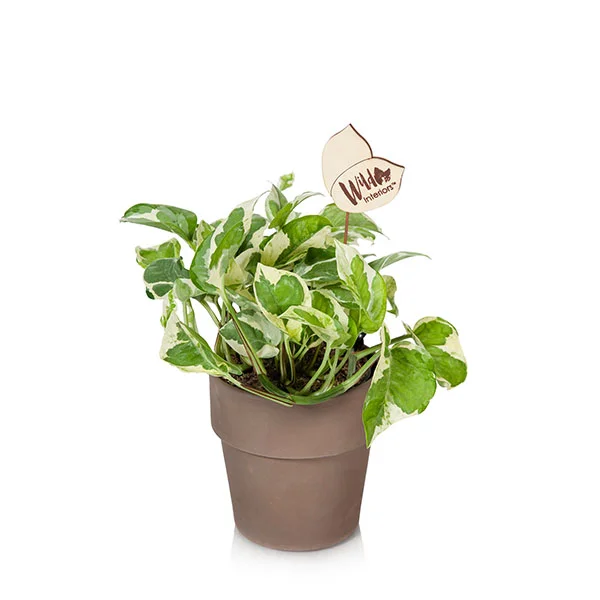 Pothos Njoy.jpg