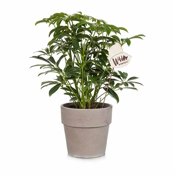 Umbrella Tree.jpg