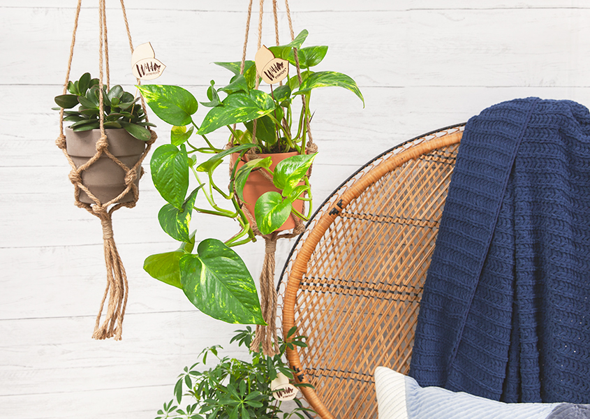 How to Add Plants to Your Decor in 5 Rooms of your Home