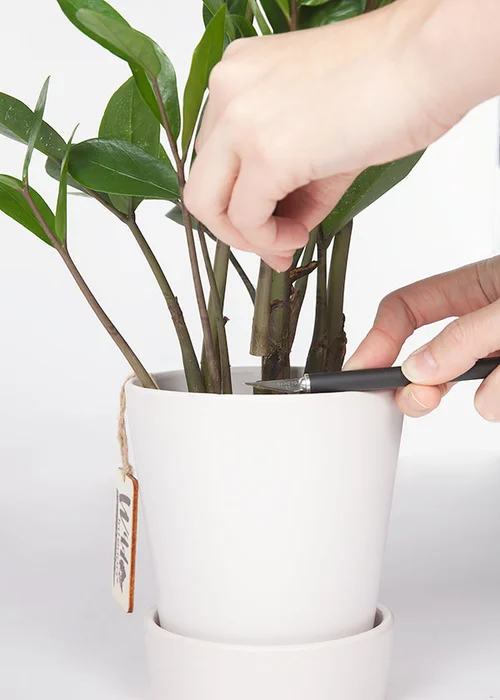 Wild Interiors  How to Propagate a ZZ Plant