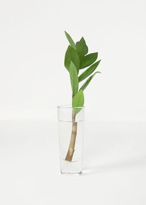 Wild Interiors  How to Propagate a ZZ Plant