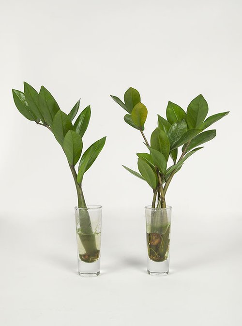 small trellis for potted plant Round Circle Indoor Plant Trellis - Double Hoop main image 1