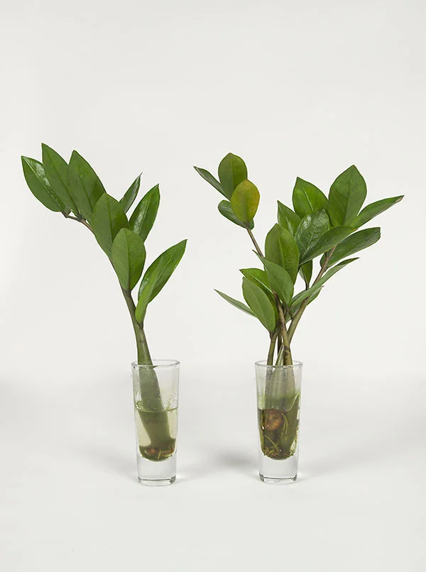 Wild Interiors How To Propagate A ZZ Plant wild-interiors-how-to-propagate-a-zz-plant