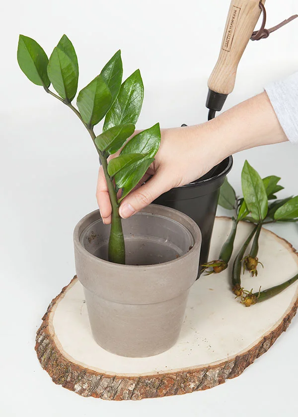 Wild Interiors How To Propagate A ZZ Plant Wild Interiors How To Propagate A ZZ Plant