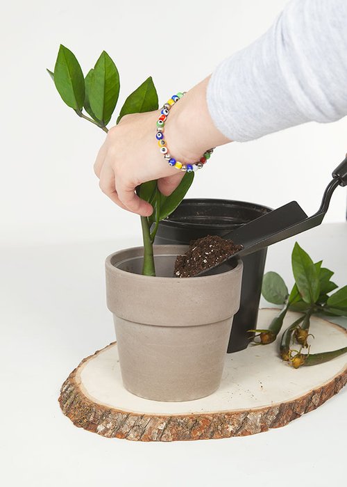 Wild Interiors  How to Propagate a ZZ Plant